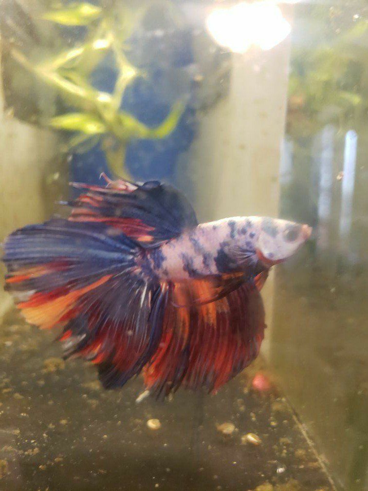 import halfmoon Betta.