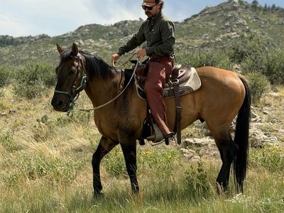 Horse Training / Colt Starting
