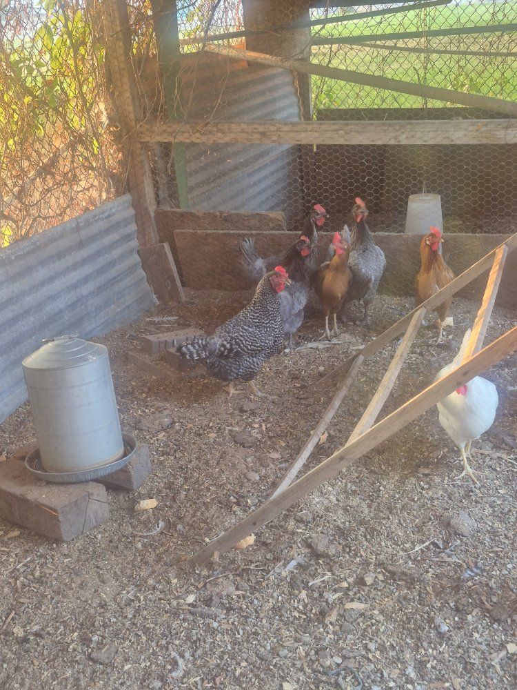 Livestock Chickens - Mixed Breeds