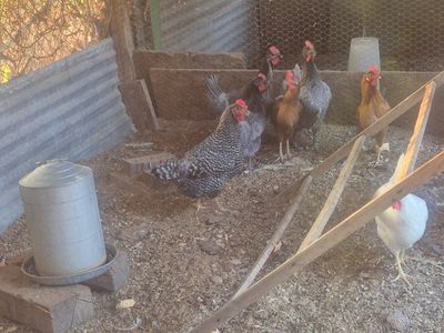 Livestock Chickens - Mixed Breeds