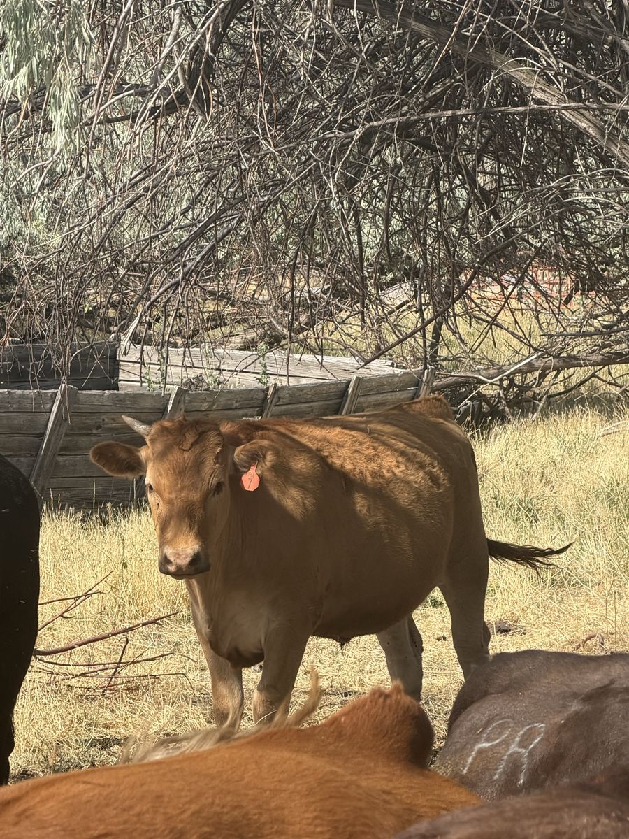 American Wagyu Steers