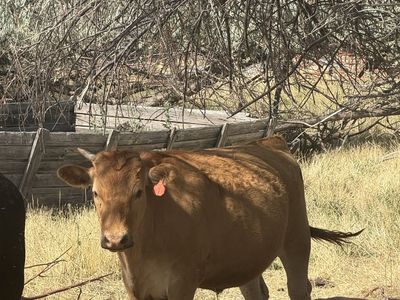 American Wagyu Steers
