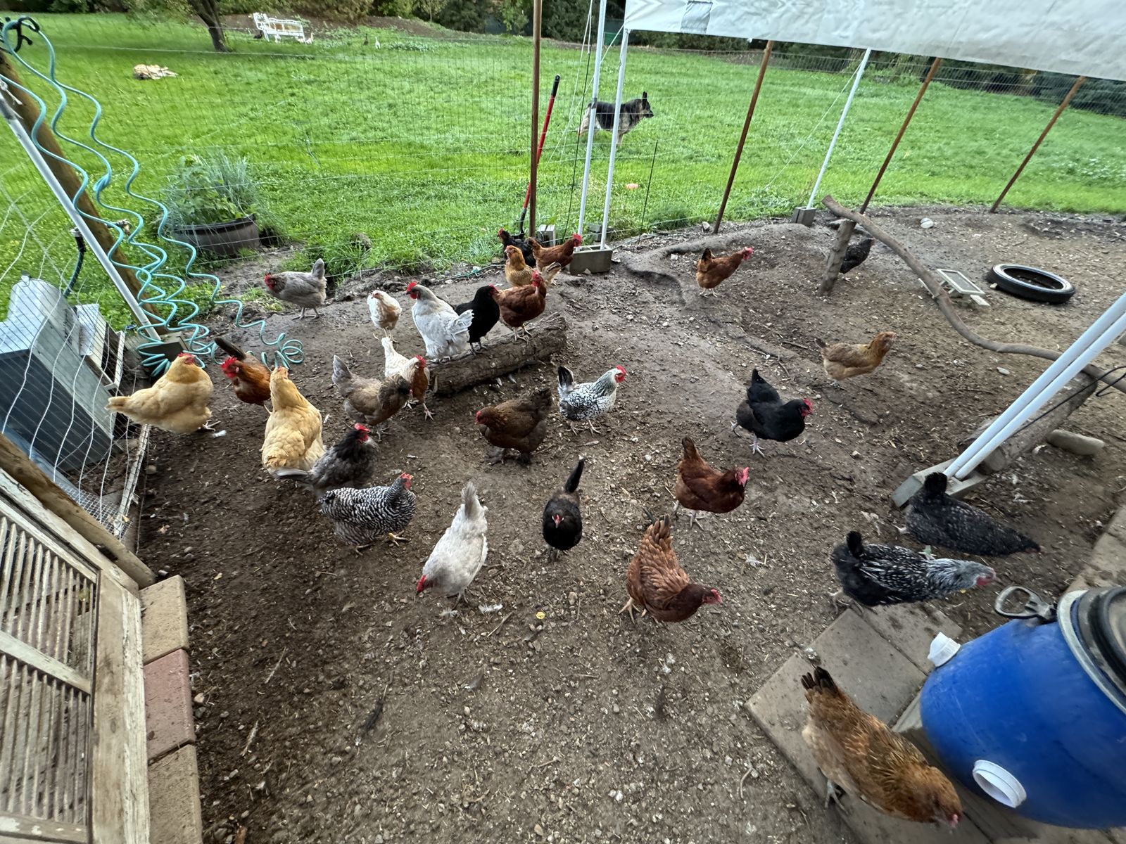 Small Turn-Key Poultry Farm — Everything you need.