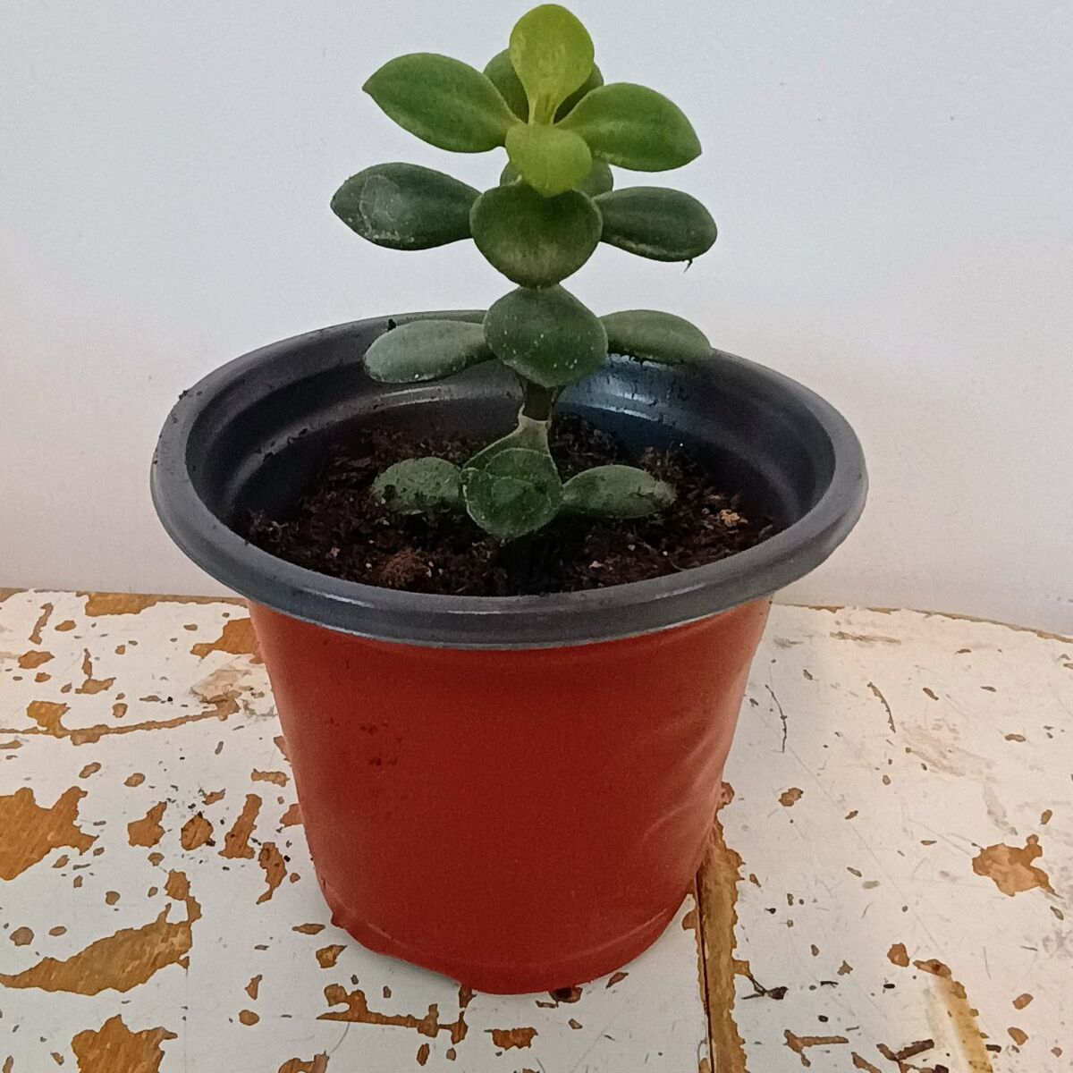 Small leaf Jade plant