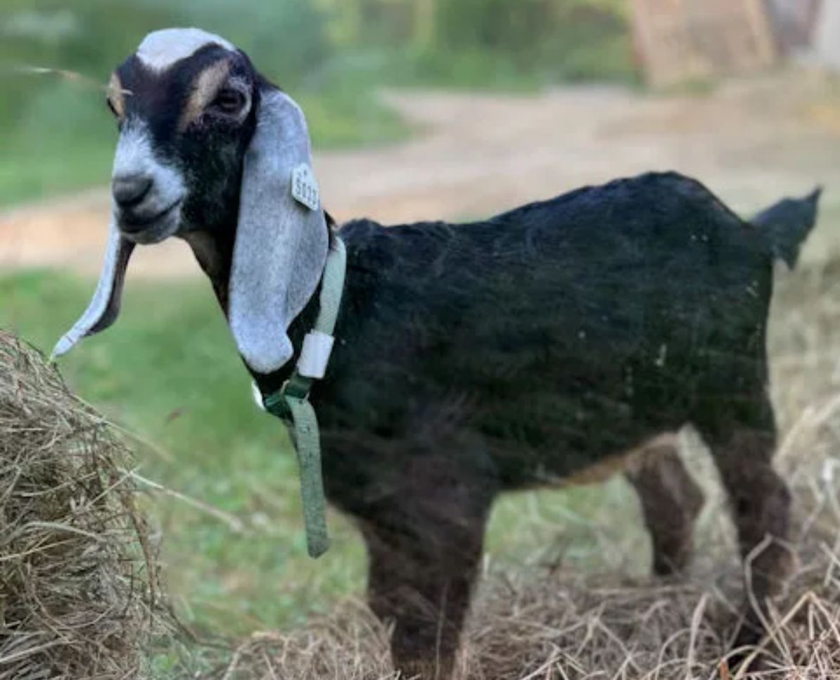 In Search of Dairy Goat Kids