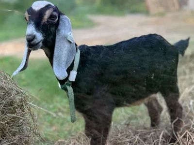 In Search of Dairy Goat Kids