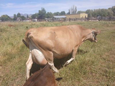 Bred Milk cow milking now