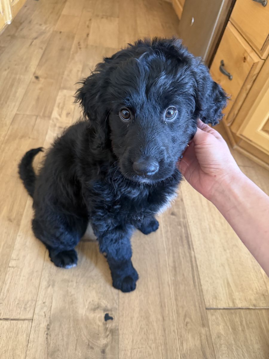 Sweet Bernadoodle Puppy