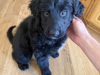 Sweet Bernadoodle Puppy