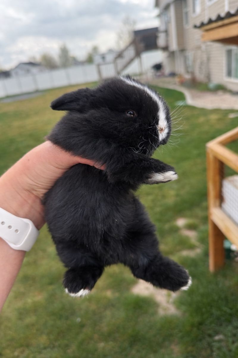 Holland Lop Blue Eye Black Bunny