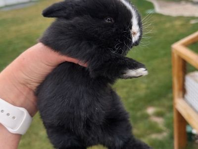 Holland Lop Blue Eye Black Bunny