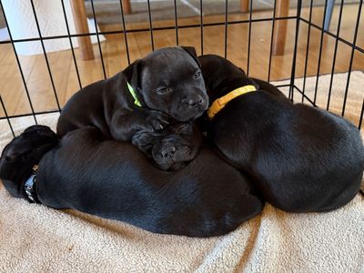 Staffordshire Bull Terrier puppies - Staffys