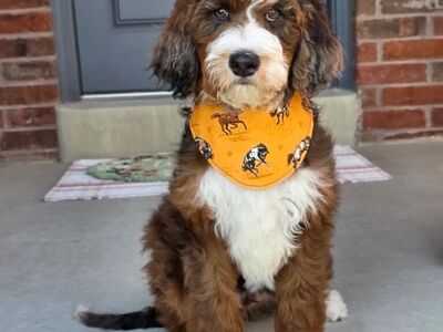 Hard To Find, Sable Merle Austrailuan Mtn Doodle