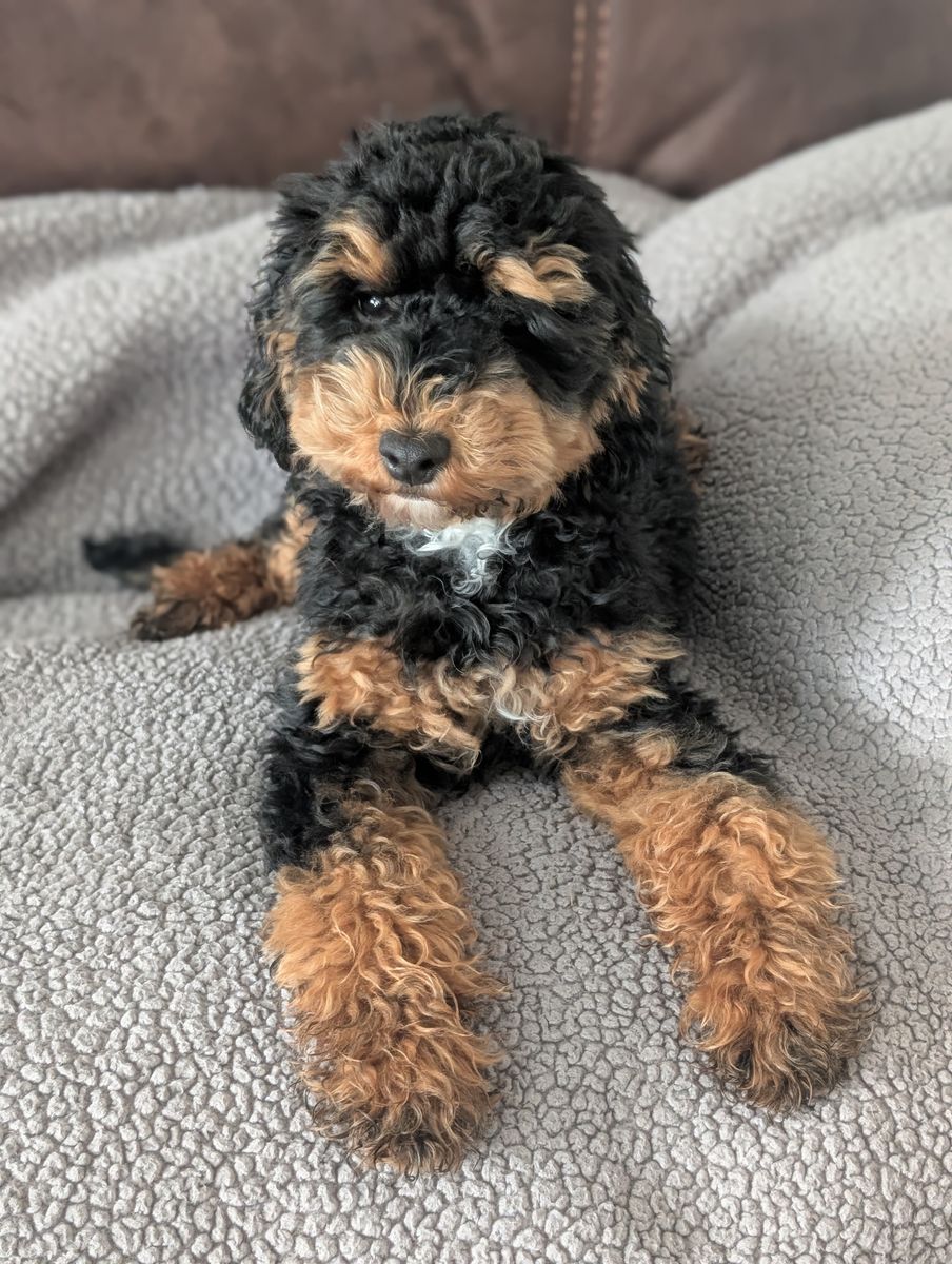 AKC Mini Poodle