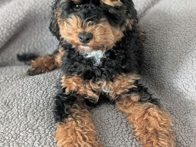 AKC Mini Poodle