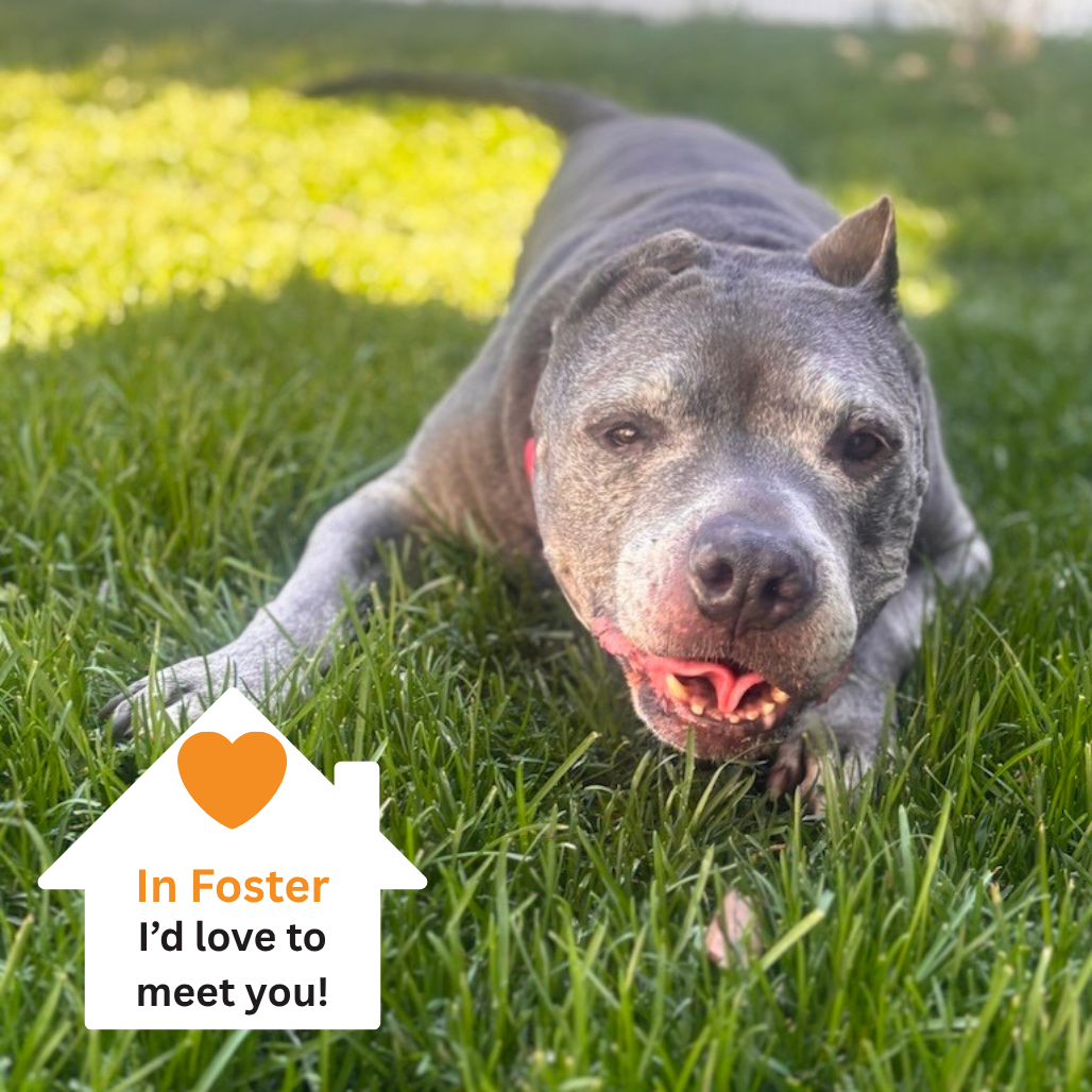 Hello my name is Nova