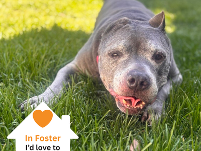 Hello my name is Nova