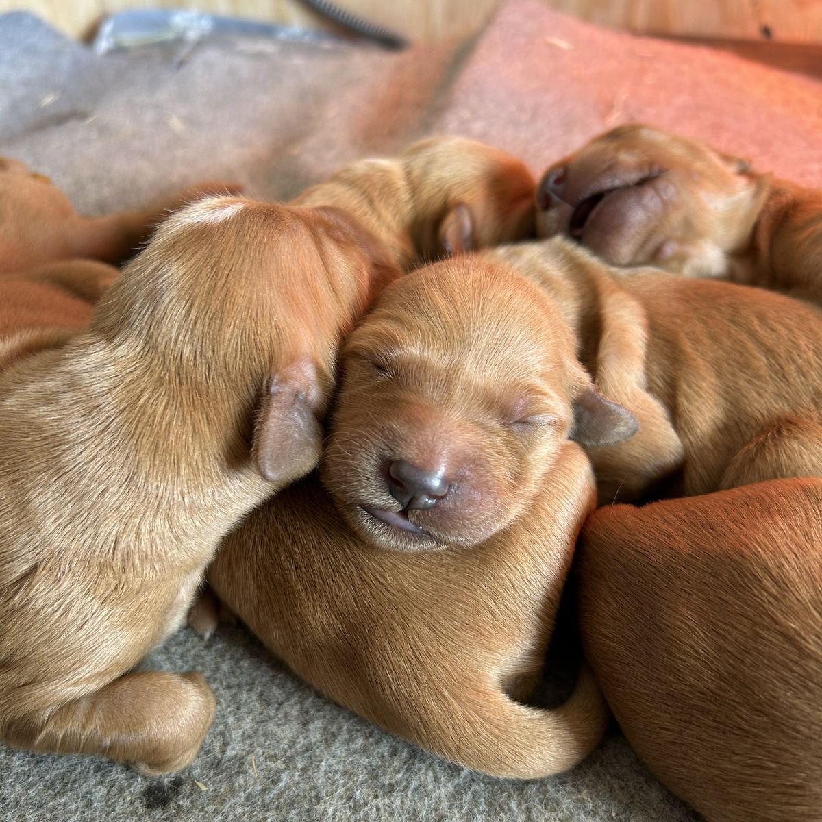 AKC Field-Bred Golden Retrievers