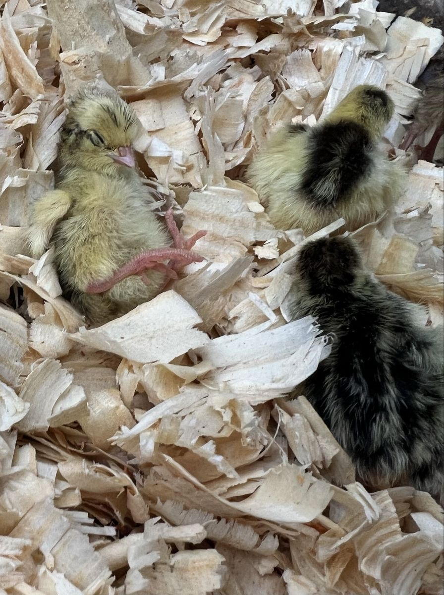Japanese Coturnix Quail Chicks Various Colors, Straight Run