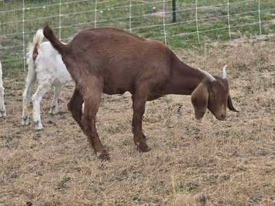 one year old Boer doe