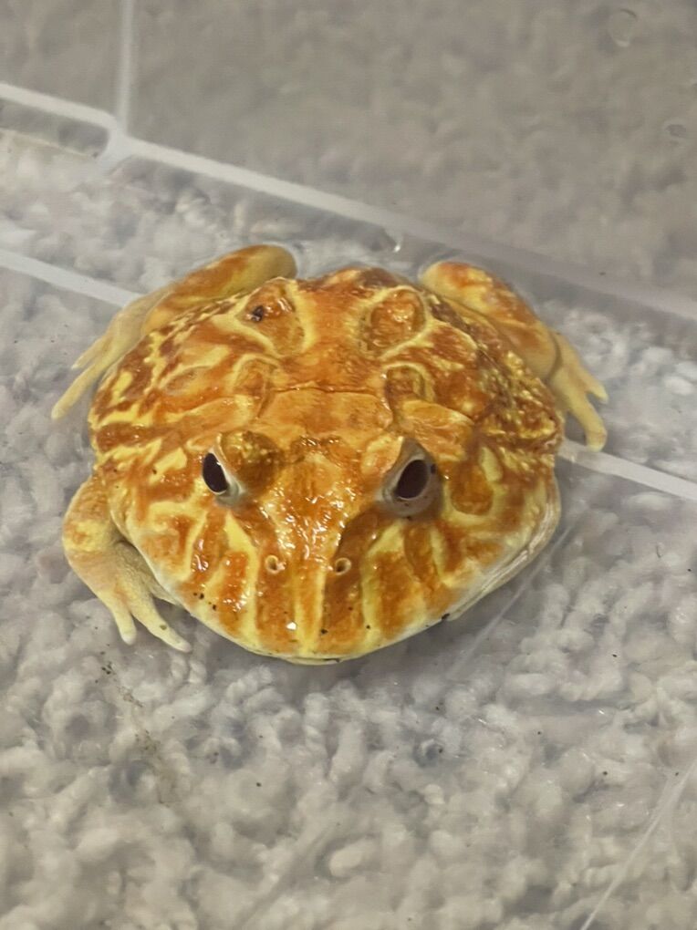 Strawberry Horned Frog/pacman 45 OBO