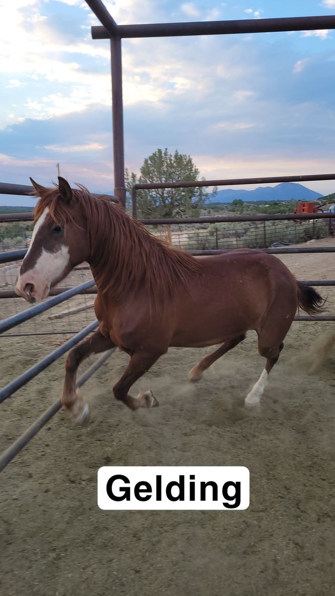 Gelding