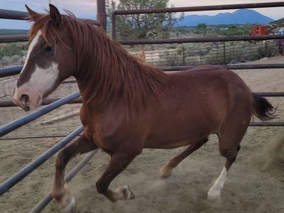 Gelding