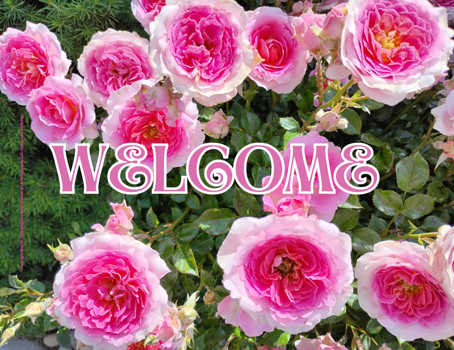 Pink & White Roses - Rug / Doormat