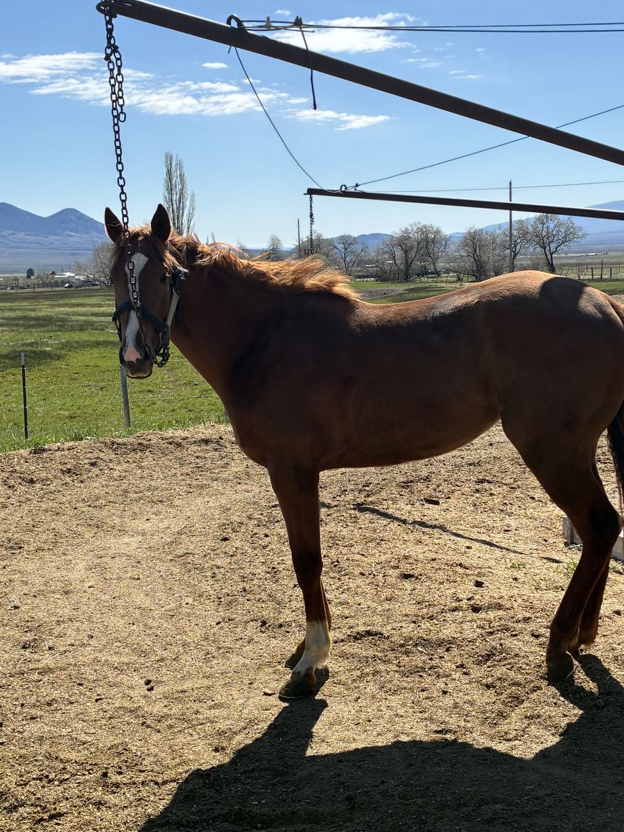 2 Year Old Race Bred Filly Out of Hawkeye