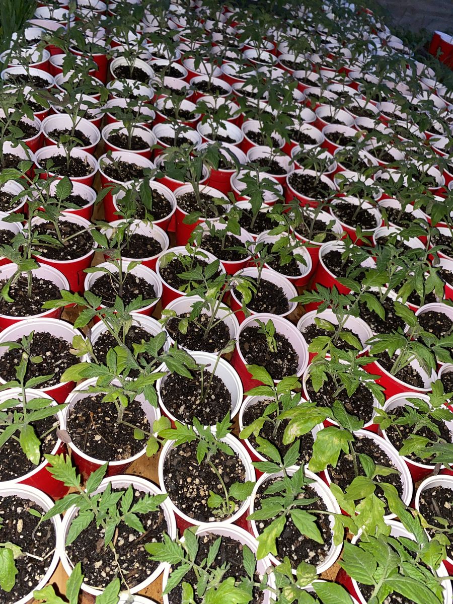Heirloom Plant starts ($1 if you buy 20!)