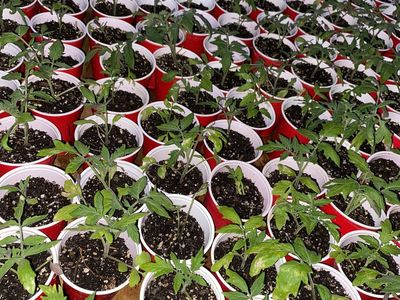 Heirloom Plant starts ($1 if you buy 20!)
