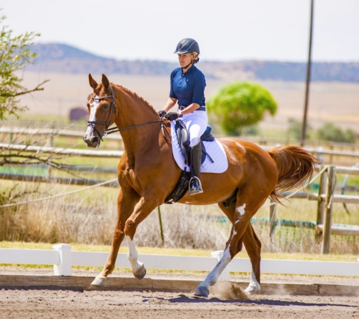 Dressage Schoolmaster 17.1h Gelding Foaled 2007 18 YR