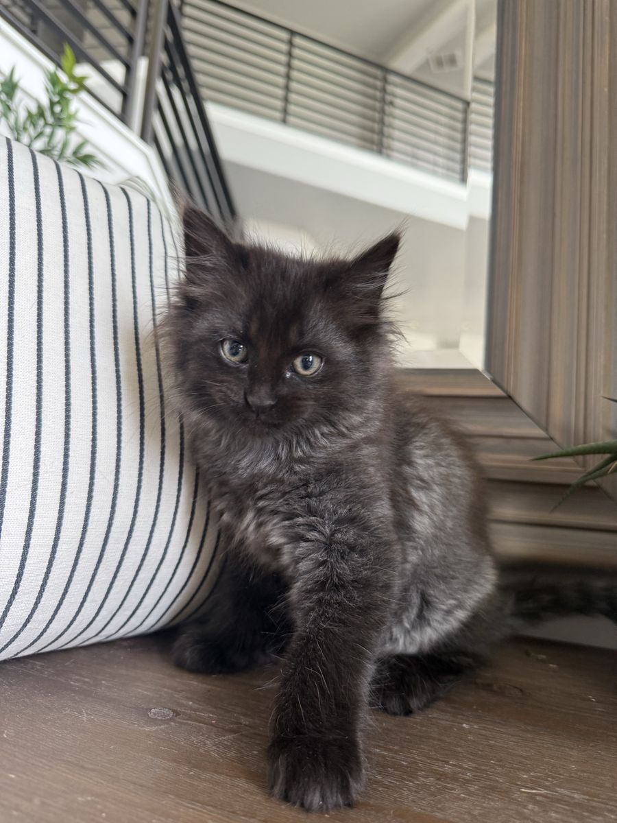 9 week old vaccinated fluffy beautiful kitten