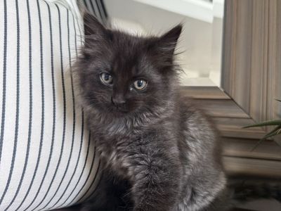 9 week old vaccinated fluffy beautiful kitten
