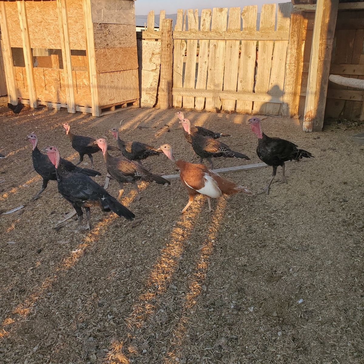 turkeys for sale