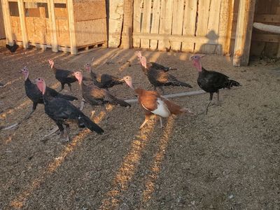turkeys for sale