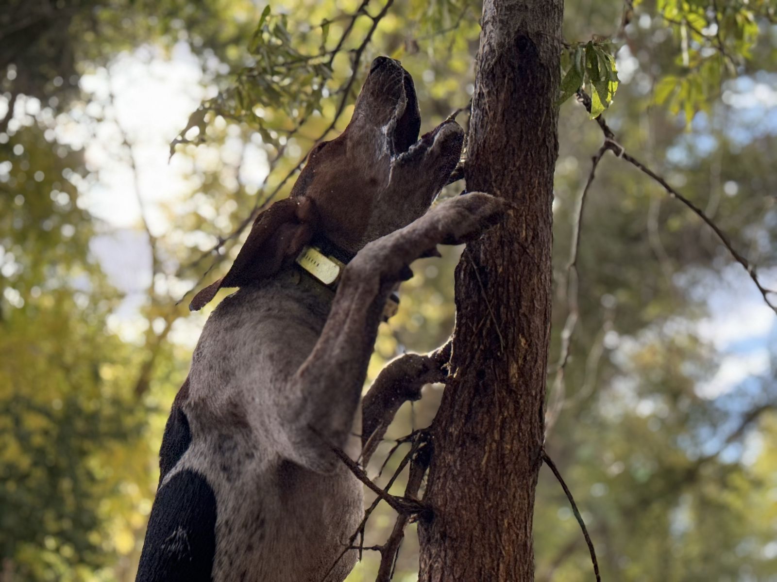 20-Month-Old Cut Male Walker Hound - Started, Gritty, Bear/Coon Hunter - 80lbs