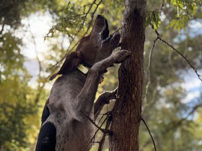 20-Month-Old Cut Male Walker Hound - Started, Gritty, Bear/Coon Hunter - 80lbs