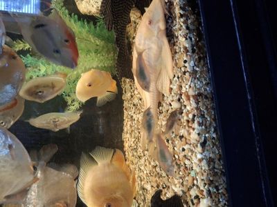 Large Cory Doras