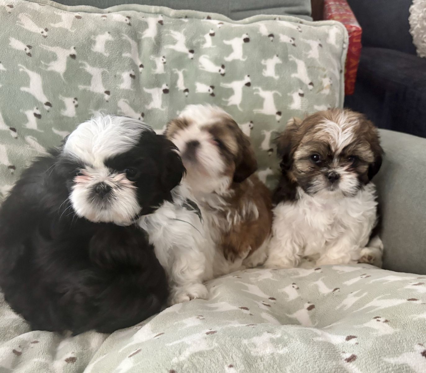 Adorable Shih Tzu Female Puppies - 6 Weeks Old, Purebred, Flat Faces