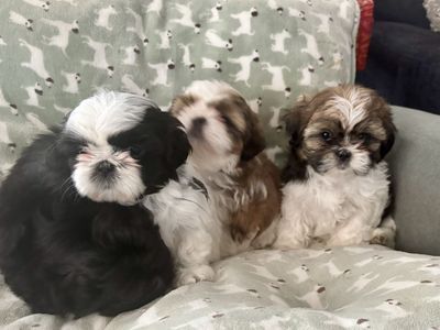 Adorable Shih Tzu Female Puppies - 6 Weeks Old, Purebred, Flat Faces