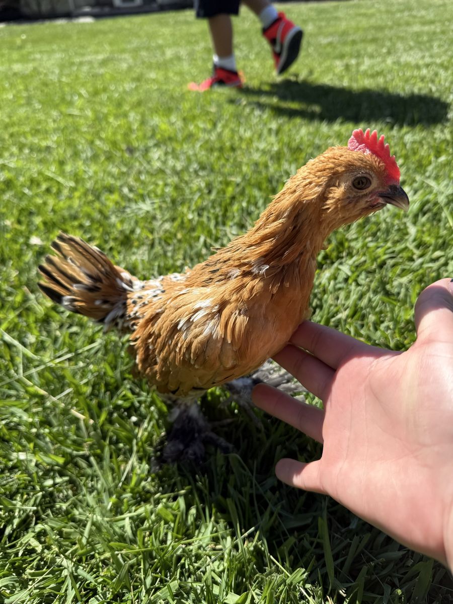 Bantam rooster