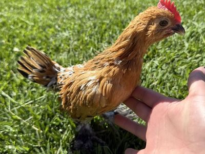 Bantam rooster