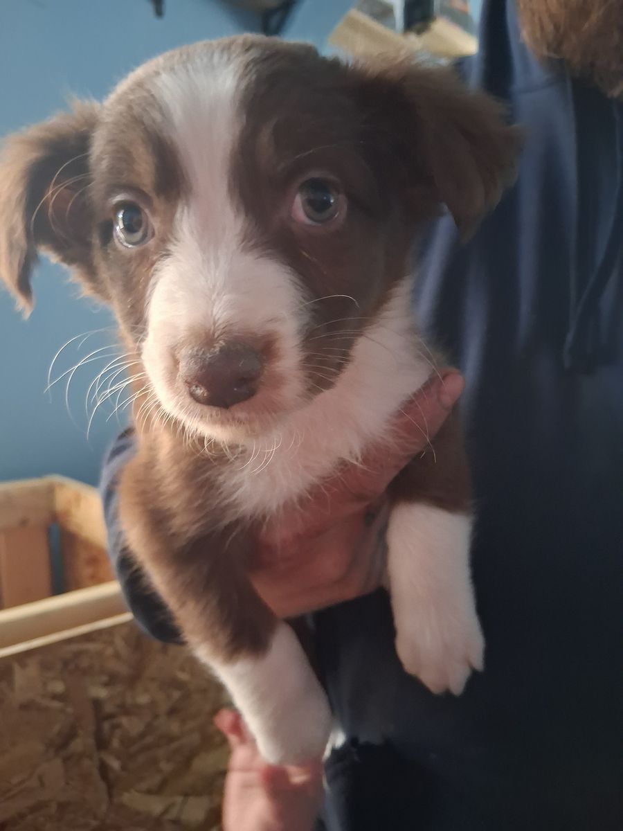 Australian Shepherd puppies