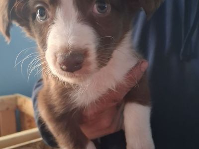 Australian Shepherd puppies