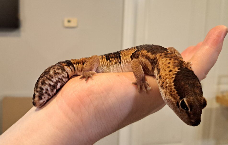 Zuuko the Fat-Tailed Gecko