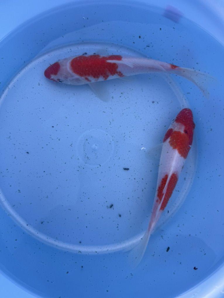 Japanes Kohaku Koi 7-8 In