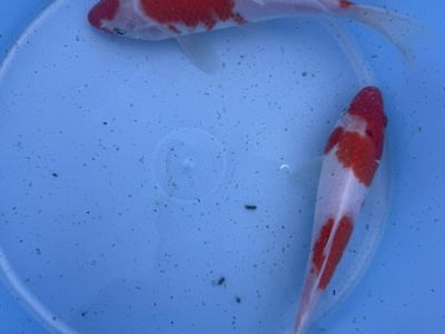 Japanes Kohaku Koi 7-8 In