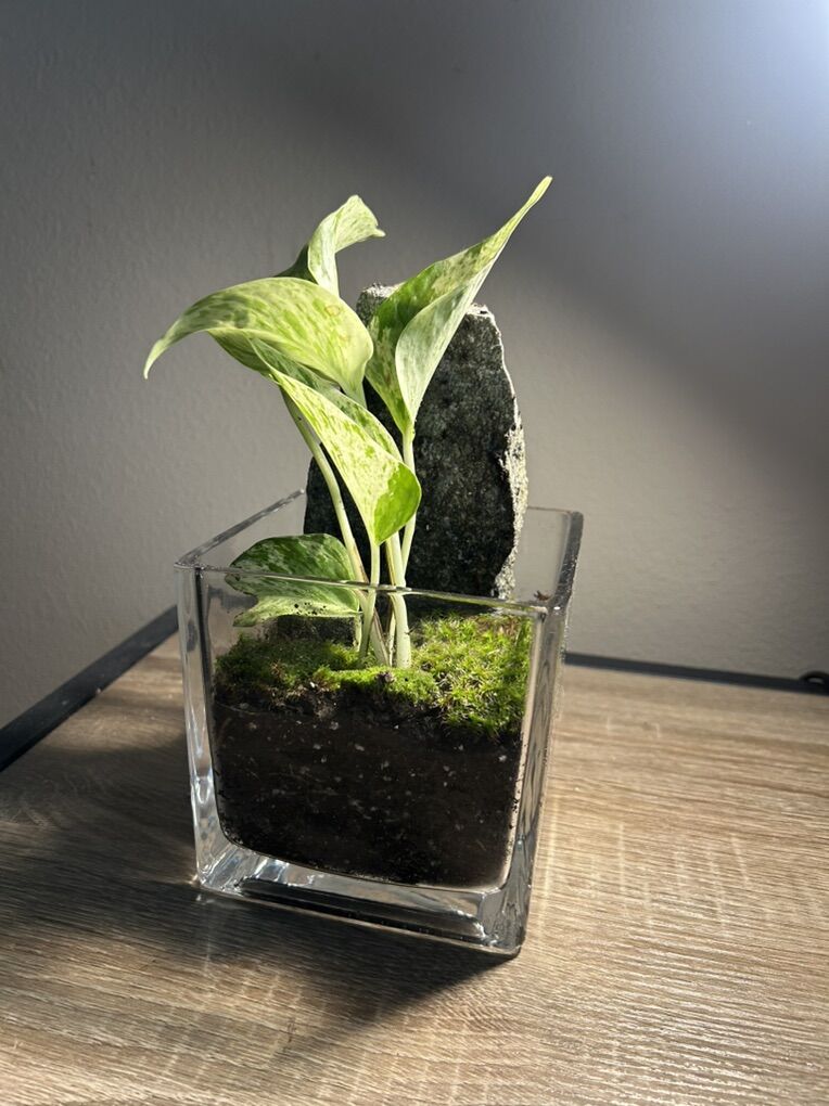 Mini Terrariums