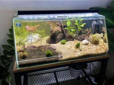 10g Cycled Angled Tank + Stand + Extras